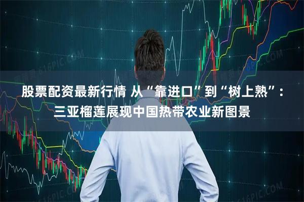 股票配资最新行情 从“靠进口”到“树上熟”：三亚榴莲展现中国热带农业新图景